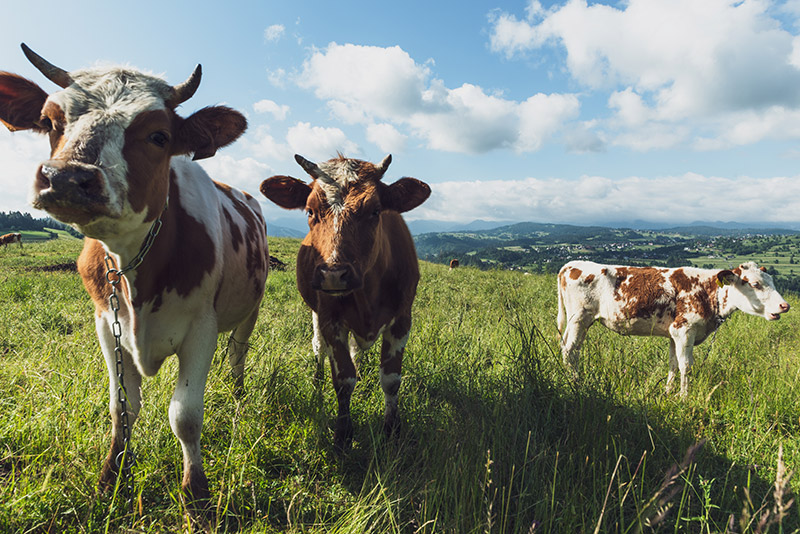 Vet'Tronic - identification électronique animale pour les troupeaux de vaches