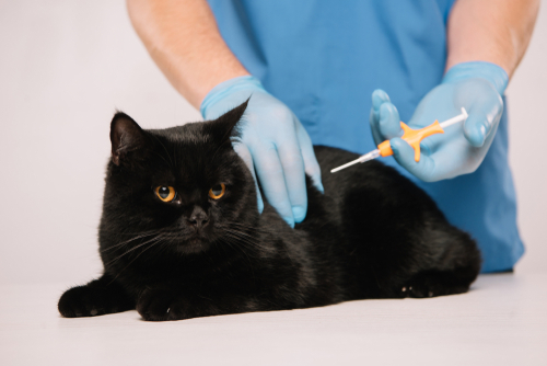 Microchip Glasstag pour identification électronique animale