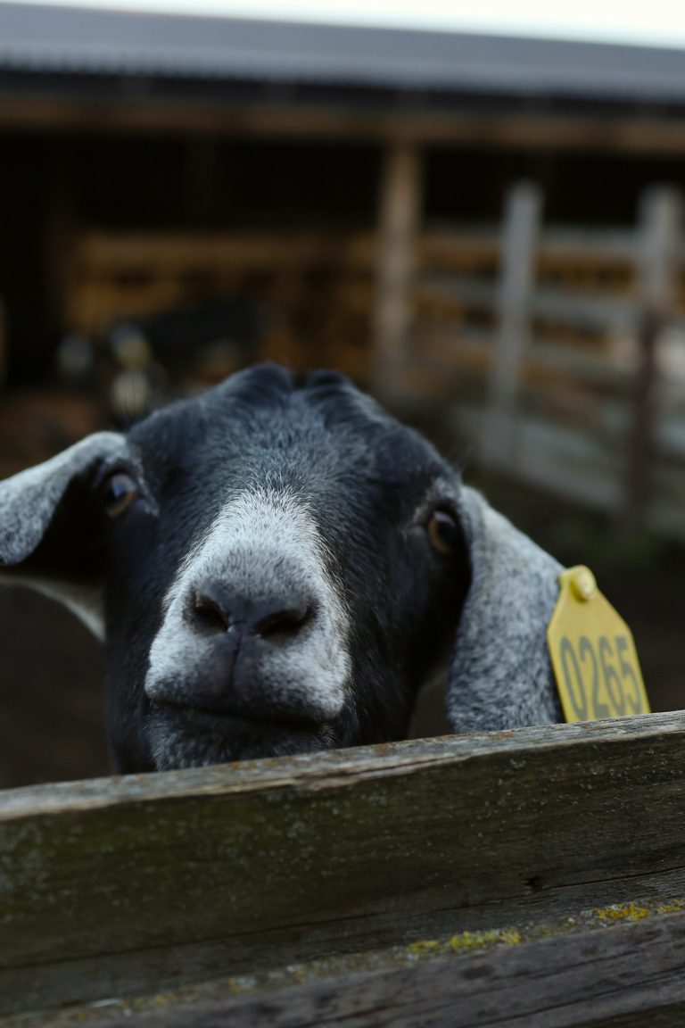 Petits ruminants