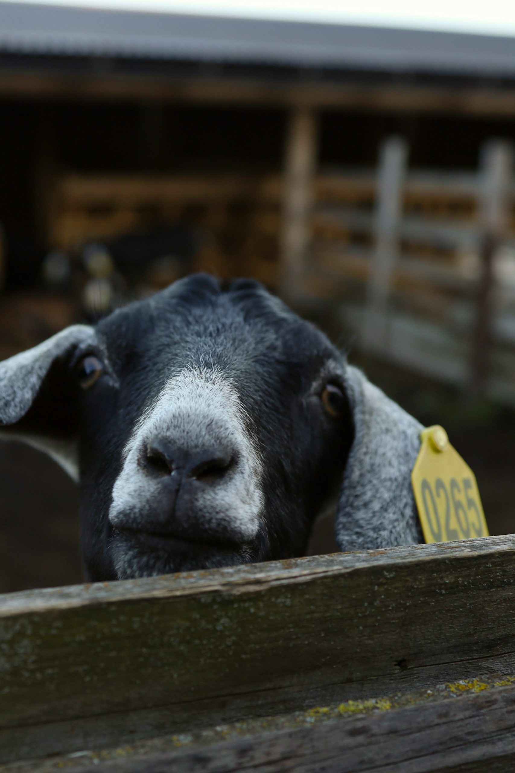 Petits ruminants