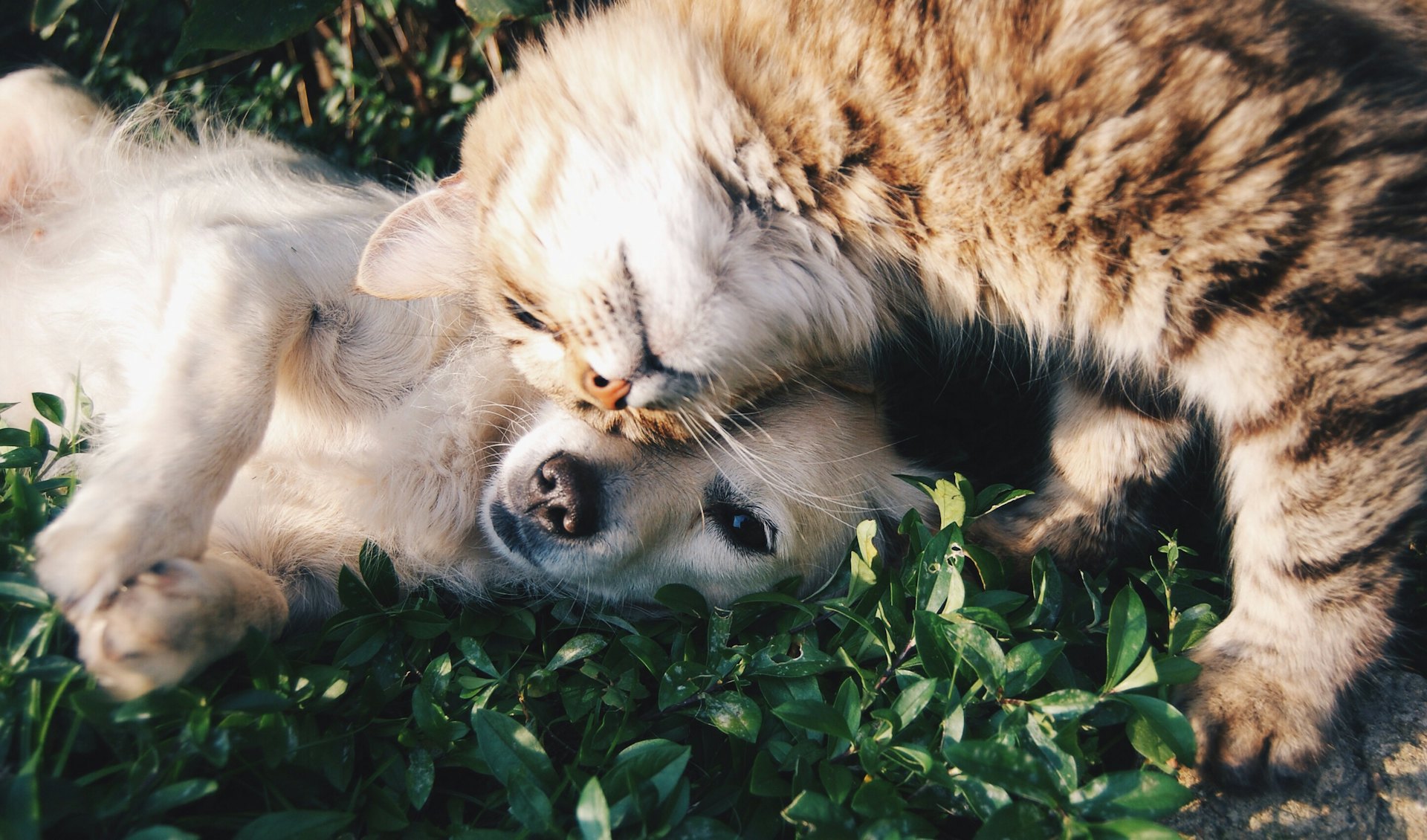 Animaux de compagnie